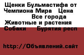 Щенки Бульмастифа от Чемпиона Мира › Цена ­ 1 000 - Все города Животные и растения » Собаки   . Бурятия респ.